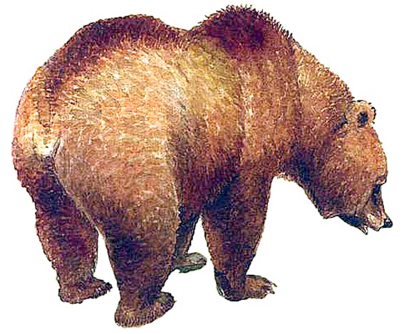 Медведь в Карелии